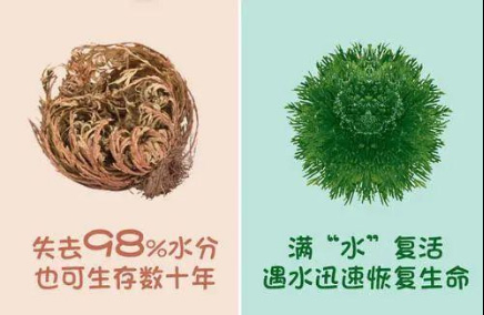 甘油葡萄糖苷——你值得拥有！